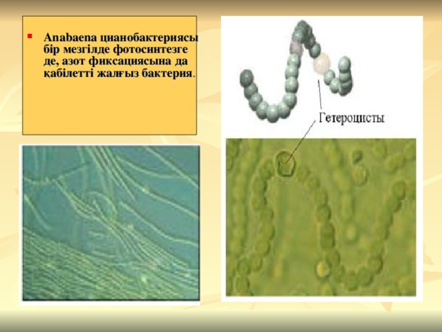 Anabaena цианобактериясы бір мезгілде фотосинтезге де, азот фиксациясына да қабілетті жалғыз бактерия .