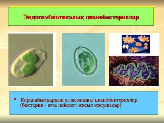 Эндосимбиотикалық цианобактериялар Қарапайымдардың ағзасындағы цианобактериялар. (бактерия - ағза ішіндегі жасыл жасушалар)