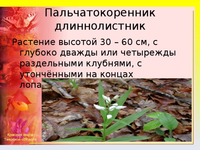 Пальчатокоренник длиннолистник Растение высотой 30 – 60 см, с глубоко дважды или четырежды раздельными клубнями, с утончёнными на концах лопастями.