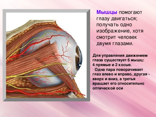 Мышцы помогают глазу двигаться; получать одно изображение, хотя смотрит человек двумя глазами. Для управления движением глаза существует 6 мышц: 4 прямые и 2 косые.  Одна пара поворачивает глаз влево и вправо, другая - вверх и вниз, а третья вращает его относительно оптической оси
