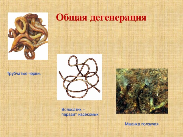 Общая дегенерация Трубчатые черви. Волосатик – паразит насекомых Мшанка ползучая