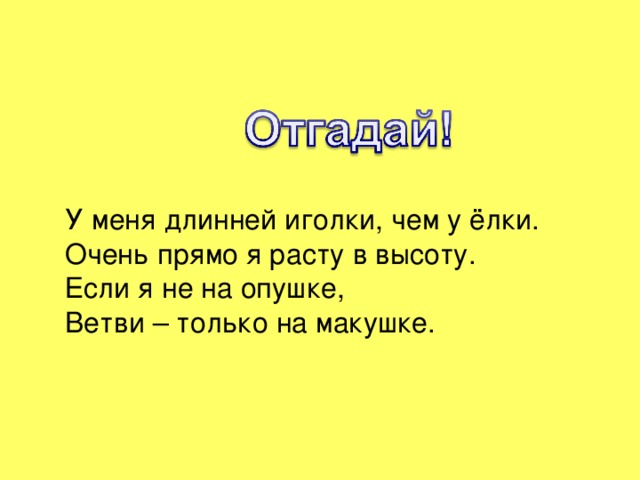 У меня длинней иголки, чем у ёлки.  Очень прямо я расту в высоту.  Если я не на опушке,  Ветви – только на макушке.