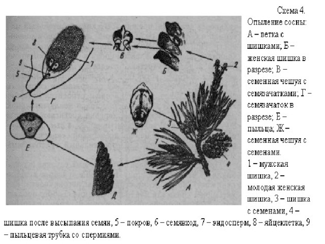 Схема шишки сосны