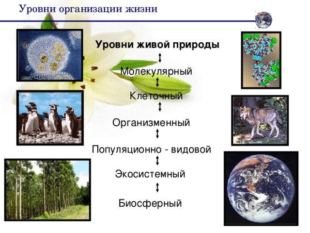 Уровни  организации  жизни Уровни живой природы Молекулярный Клеточный Организменный Популяционно - видовой Экосистемный Биосферный