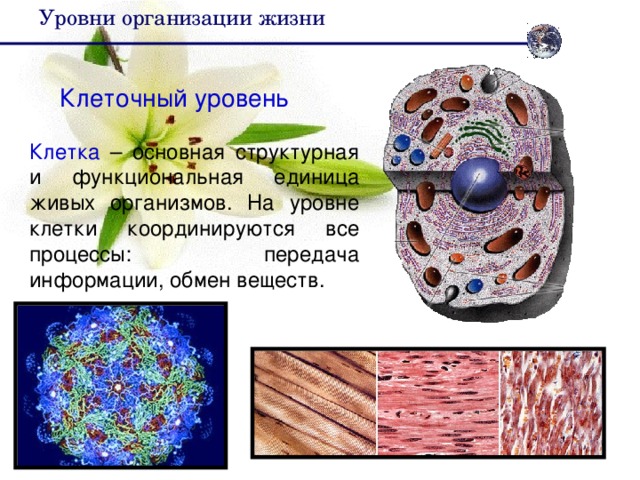Уровни  организации  жизни Клеточный уровень Клетка – основная структурная и функциональная единица живых организмов. На уровне клетки координируются все процессы: передача информации, обмен веществ.