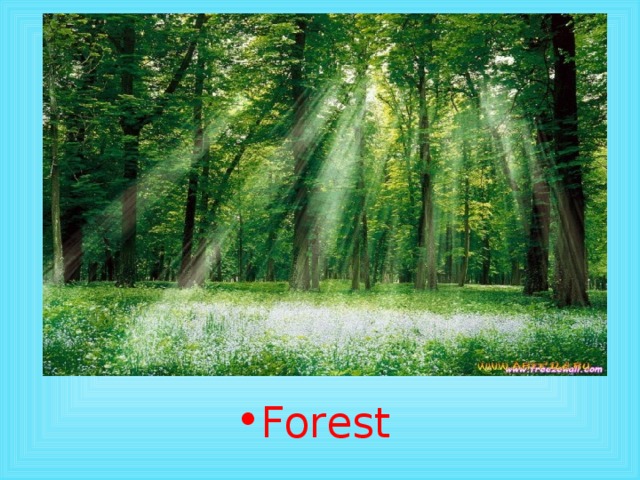 Forest