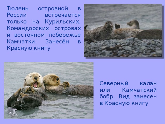 Тюлень островной в России встречается только на Курильских, Командорских островах и восточном побережье Камчатки. Занесён в Красную книгу Северный калан или Камчатский бобр. Вид занесён в Красную книгу