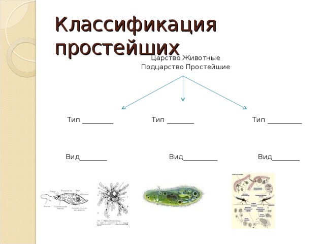 Классификация простейших