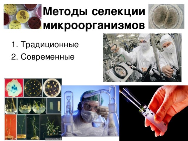 Методы селекции микроорганизмов 1. Традиционные 2. Современные