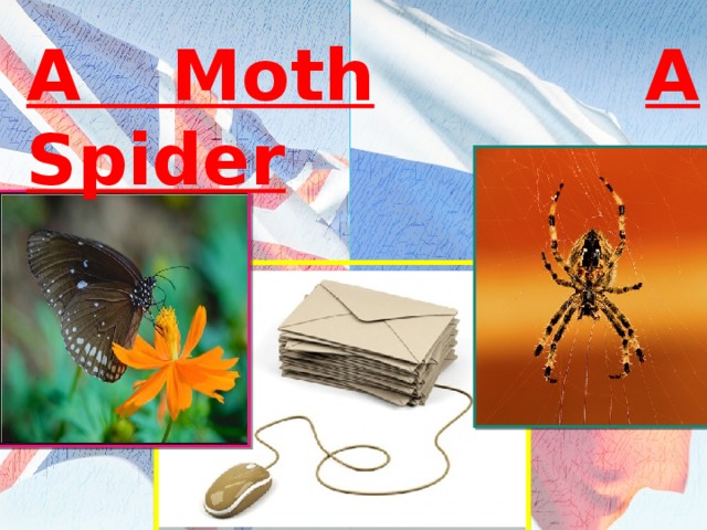 A Moth  A Spider