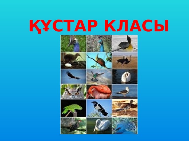 ҚҰСТАР КЛАСЫ