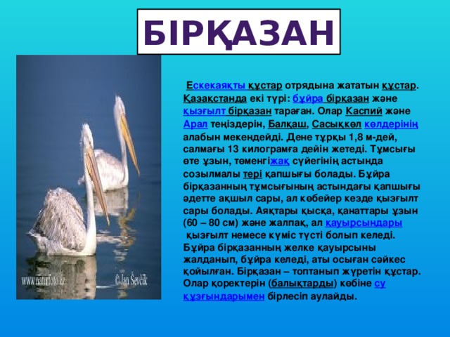 бірқазан   Е скекаяқты  құстар  отрядына жататын  құстар .  Қазақстанда  екі түрі:  бұйра бірқазан  және  қызғылт бірқазан  тараған. Олар  Каспий  және  Арал  теңіздерін,  Балқаш ,  Сасықкөл   көлдерінің алабын мекендейді. Дене тұрқы 1,8 м-дей, салмағы 13 килограмға дейін жетеді. Тұмсығы өте ұзын, төменгі жақ  сүйегінің астында созылмалы  тері  қапшығы болады. Бұйра бірқазанның тұмсығының астындағы қапшығы әдетте ақшыл сары, ал көбейер кезде қызғылт сары болады. Аяқтары қысқа, қанаттары ұзын (60 – 80 см) және жалпақ, ал  қауырсындары  қызғылт немесе күміс түсті болып келеді. Бұйра бірқазанның желке қауырсыны жалданып, бұйра келеді, аты осыған сәйкес қойылған. Бірқазан – топтанып жүретін құстар. Олар қоректерін ( балықтарды ) көбіне  су   құзғындарымен  бірлесіп аулайды.