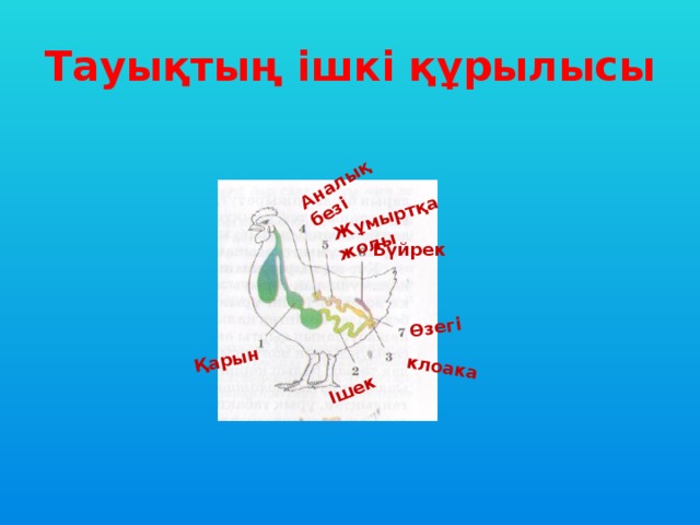 Қарын  Ішек  клоака Аналық безі Жұмыртқа жолы Өзегі  Тауықтың ішкі құрылысы Бүйрек