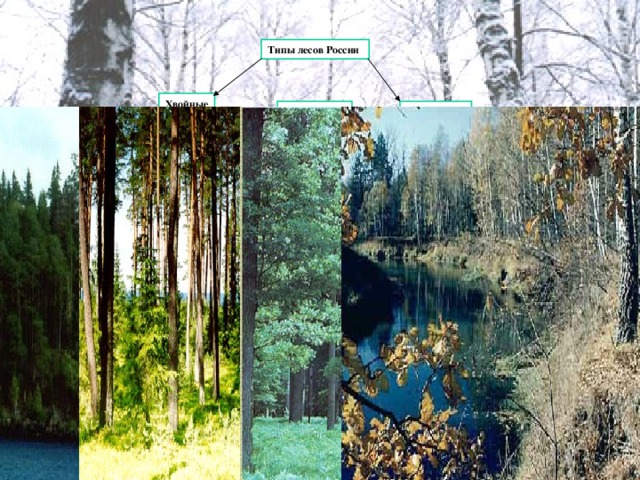 Типы лесов России Хвойные  (тайга) Смешанные Лиственные Широколиственные Светлохвойные Темнохвойные Мелколиственные