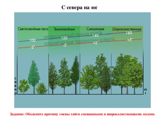С севера на юг   Задание: Объясните причину смены тайги смешанными и широколиственными лесами.