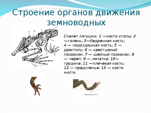 Строение органов движения земноводных Скелет лягушки: 1  — кости стопы; 2 —голень; 3 — бедренная кость; 4  —  подвздошная кость; 5  — уростиль; 6  —  крестцовый позвонок; 7  —  шейный позвонок; 8 — череп; 9 — лопатка; 10 — грудина; 11  — плечевая кость; 12  —  предплечье; 13  —  кости кисти.