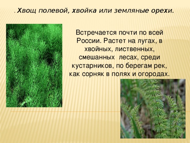 .  Хвощ полевой, хвойка или земляные орехи. Встречается почти по всей России. Растет на лугах, в хвойных, лиственных, смешанных  лесах, среди кустарников, по берегам рек, как сорняк в полях и огородах.