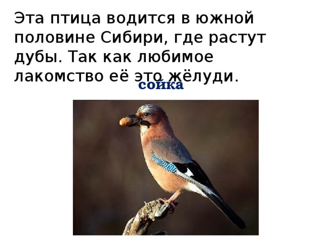 Эта птица водится в южной половине Сибири, где растут дубы. Так как любимое лакомство её это жёлуди. сойка