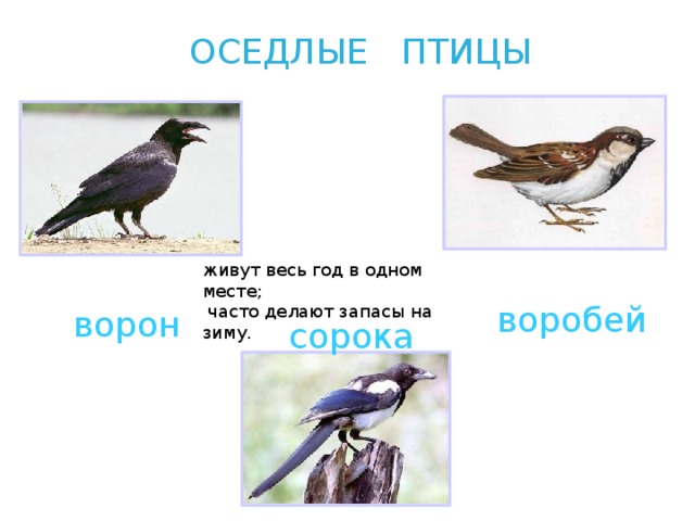 Хищные птицы хмао югры фото и описание