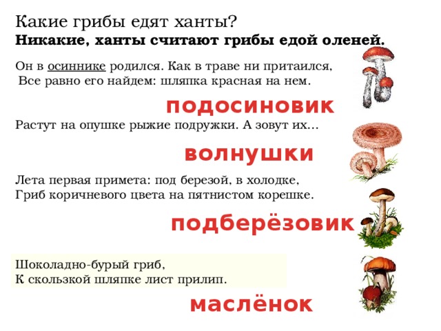 Какие грибы едят ханты? Никакие, ханты считают грибы едой оленей. Он в осиннике родился. Как в траве ни притаился,  Все равно его найдем: шляпка красная на нем. подосиновик Растут на опушке рыжие подружки. А зовут их… волнушки Лета первая примета: под березой, в холодке, Гриб коричневого цвета на пятнистом корешке. подберёзовик Шоколадно-бурый гриб, К скользкой шляпке лист прилип. маслёнок