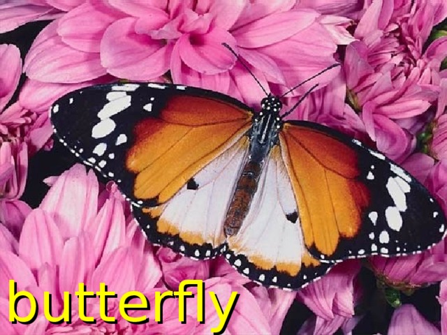 butterfly