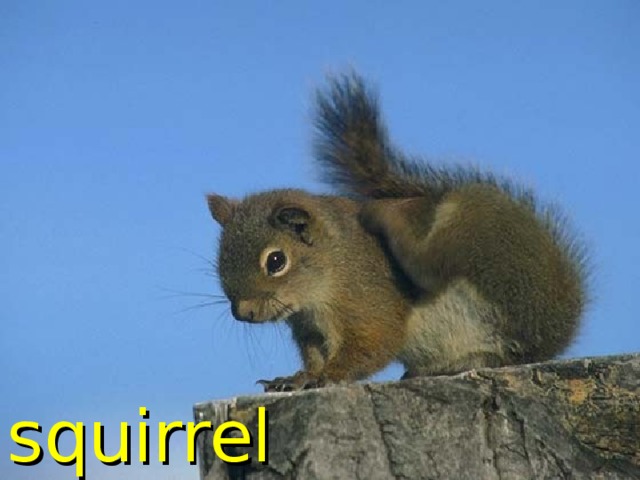 squirrel