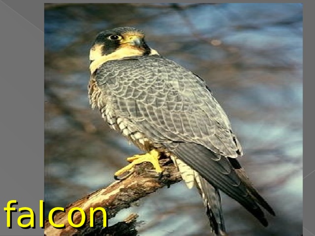 falcon