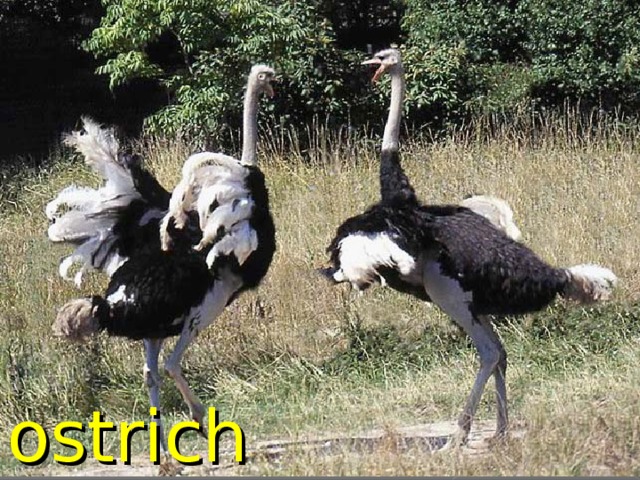 ostrich