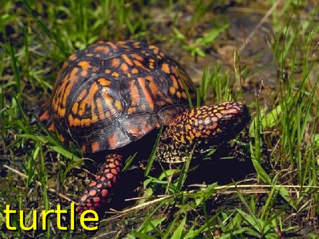 turtle