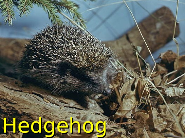 Hedgehog