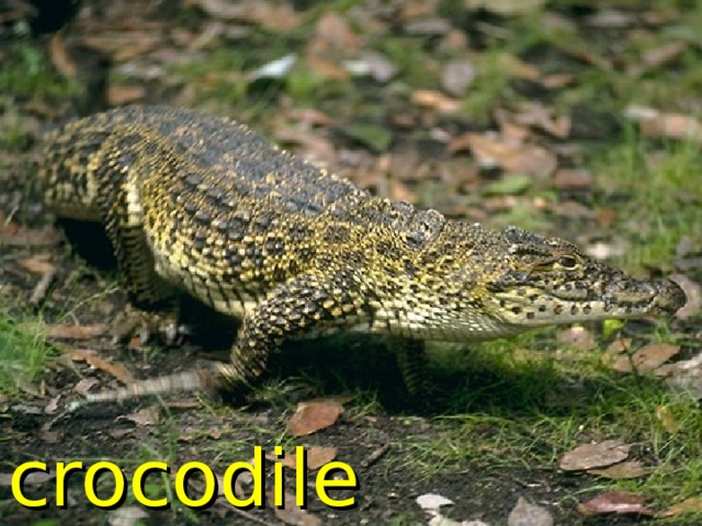 crocodile