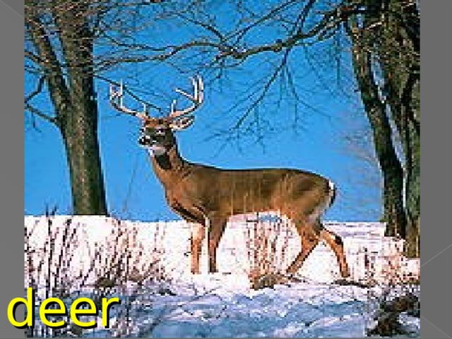 deer