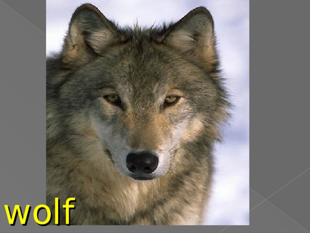 wolf