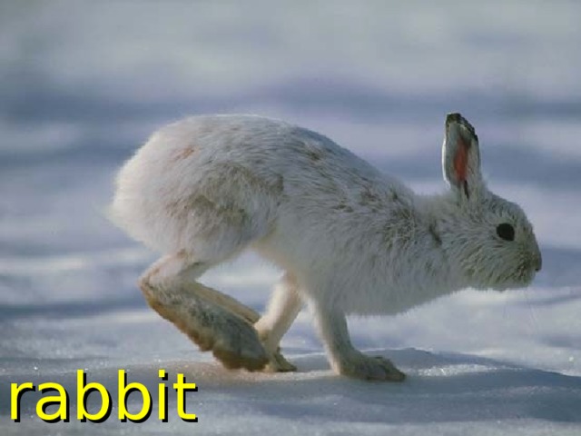 rabbit