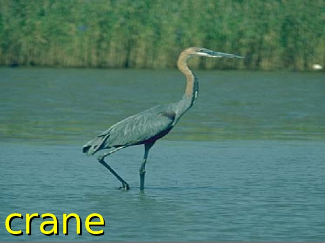 crane