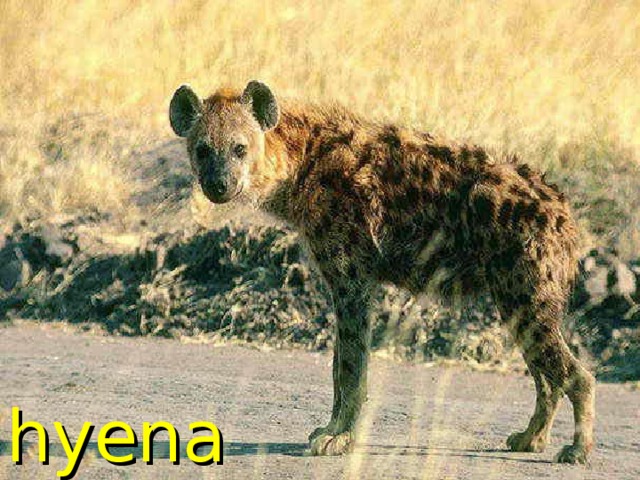 hyena