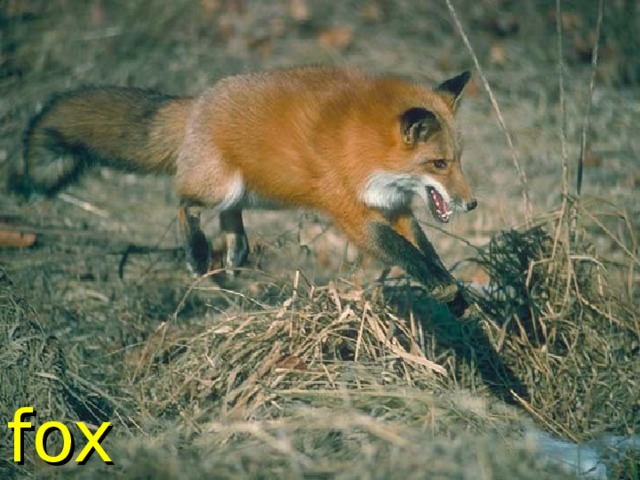 fox