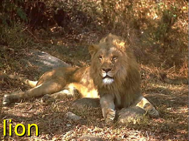 lion