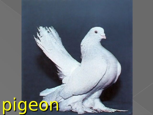 pigeon