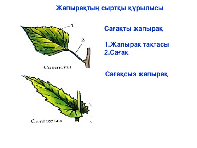 Жапырақтың сыртқы құрылысы Сағақты жапырақ  1.Жапырақ тақтасы 2.Сағақ Сағақсыз жапырақ