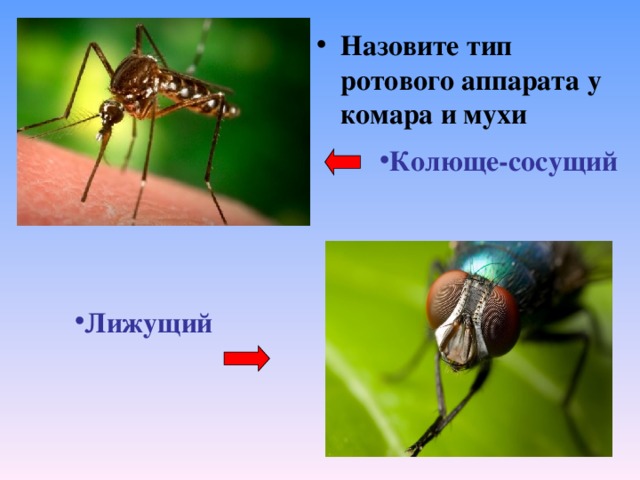 Назовите тип ротового аппарата у комара и мухи Колюще-сосущий Лижущий