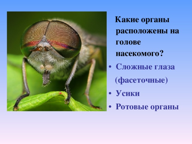 Какие органы расположены на голове насекомого? Сложные глаза  (фасеточные)