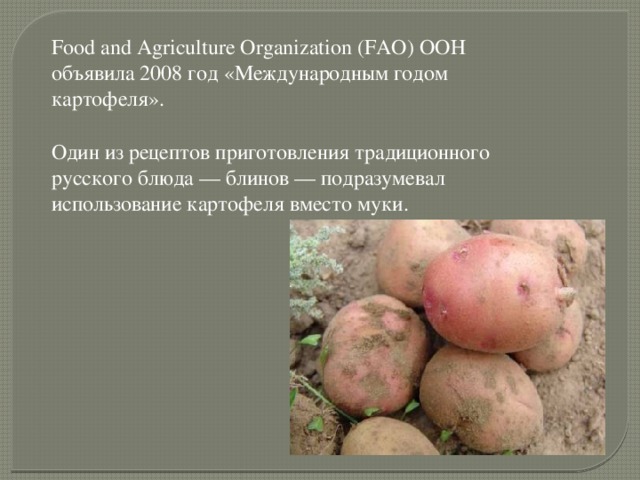 Food and Agriculture Organization (FAO) ООН объявила 2008 год «Международным годом картофеля».   Один из рецептов приготовления традиционного русского блюда — блинов — подразумевал использование картофеля вместо муки.