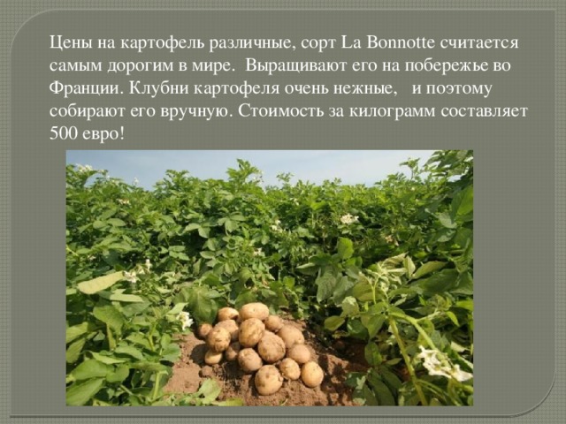 Цены на картофель различные, сорт La Bonnotte считается самым дорогим в мире. Выращивают его на побережье во Франции. Клубни картофеля очень нежные, и поэтому собирают его вручную. Стоимость за килограмм составляет 500 евро!