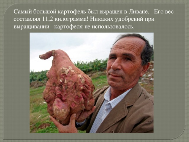 Самый большой картофель был выращен в Ливане. Его вес составлял 11,2 килограмма! Никаких удобрений при выращивании картофеля не использовалось.