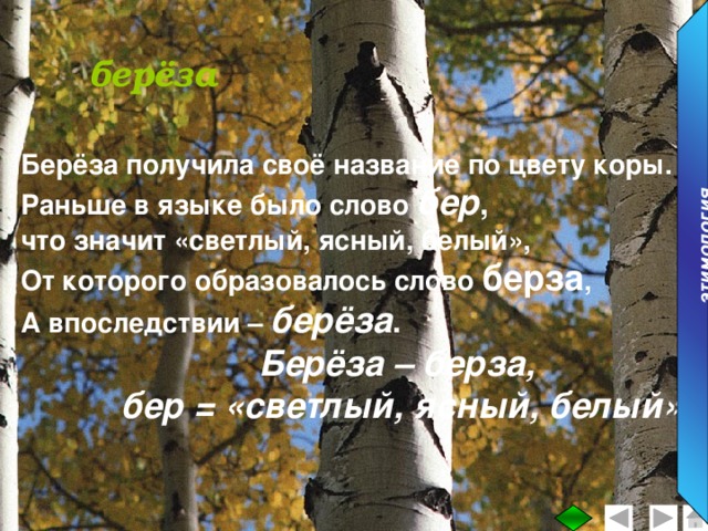 этимология берёза Берёза получила своё название по цвету коры. Раньше в языке было слово бер ,  что значит «светлый, ясный, белый», От которого образовалось слово берза , А впоследствии – берёза . Берёза – берза, бер = «светлый, ясный, белый»