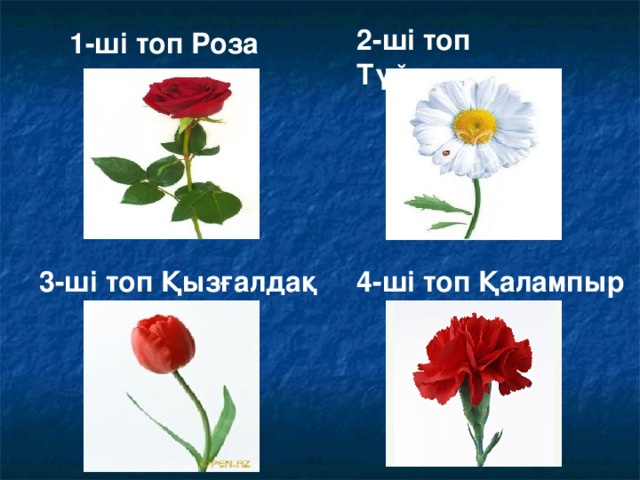 2-ші топ Түймедақ 1-ші топ Роза 3-ші топ Қызғалдақ 4-ші топ Қалампыр