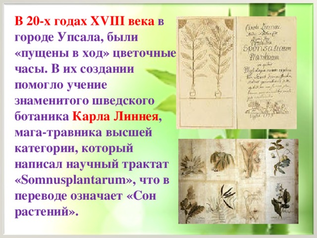 В 20-х годах XVIII века в городе Упсала, были «пущены в ход» цветочные часы. В их создании помогло учение знаменитого шведского ботаника Карла Линнея , мага-травника высшей категории, который написал научный трактат « Somnusplantarum », что в переводе означает «Сон растений».