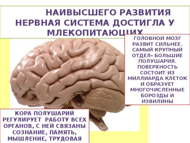 К какому классу относят животных строение головного мозга которых показано на рисунке 3
