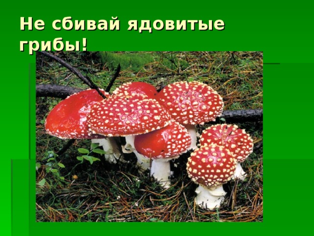 Не сбивай ядовитые грибы!